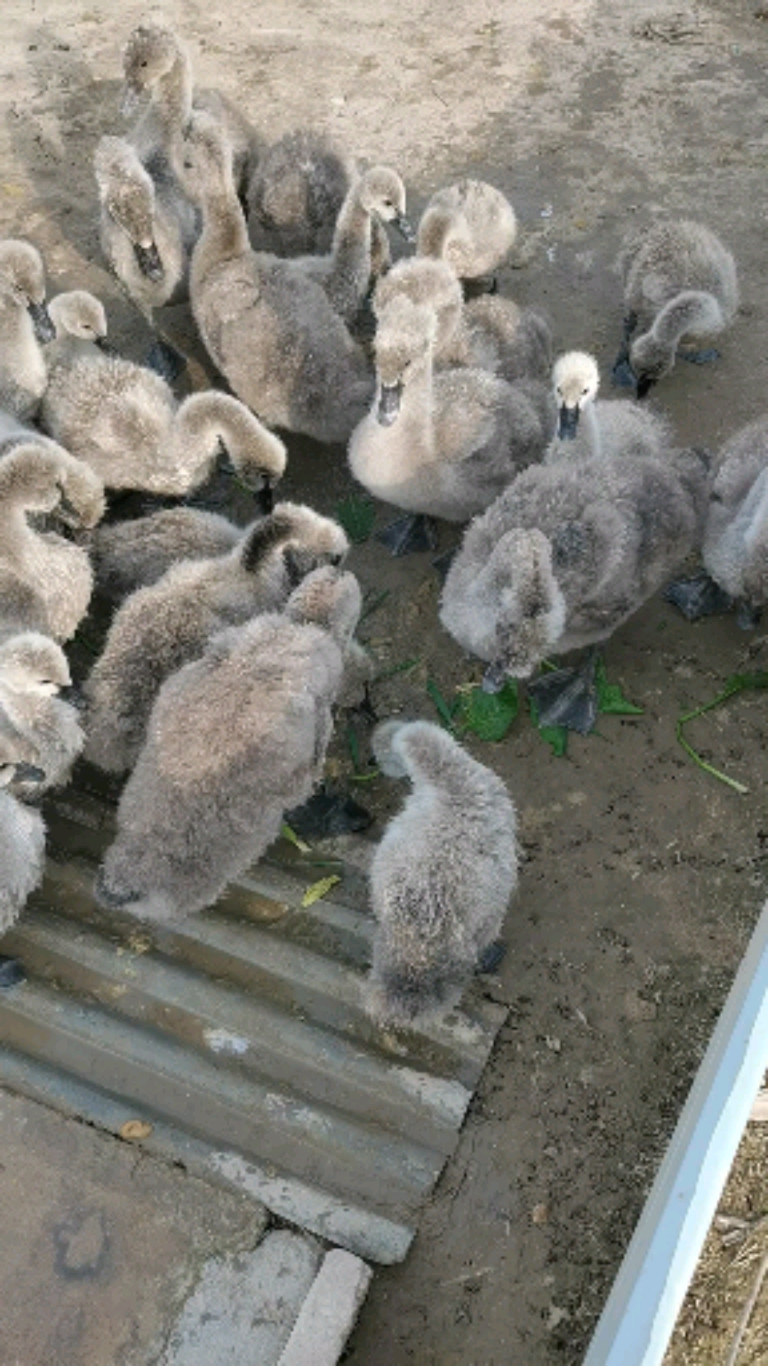 黑天鹅苗观赏黑天鹅黑天鹅养殖