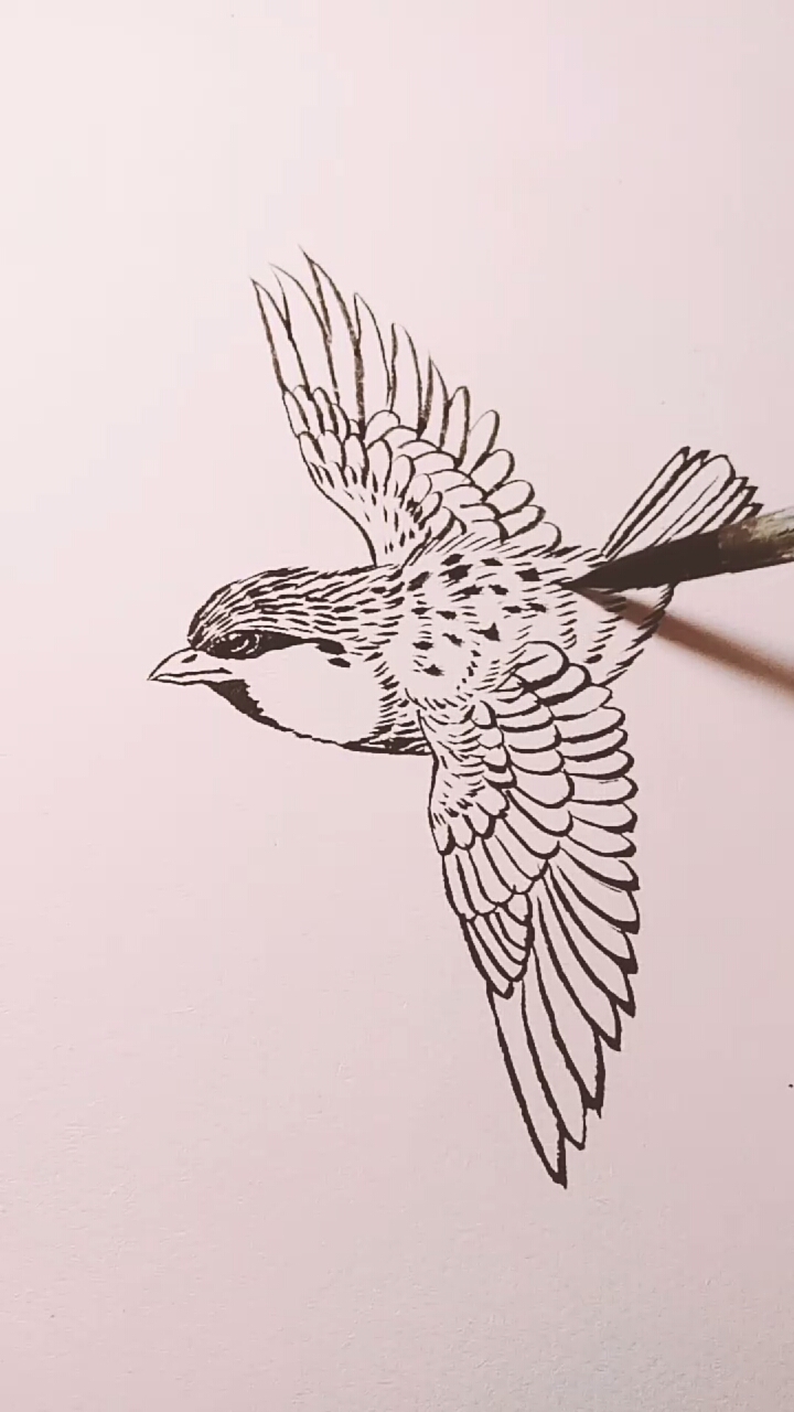 一看就会的白描画#麻雀白描画法过程