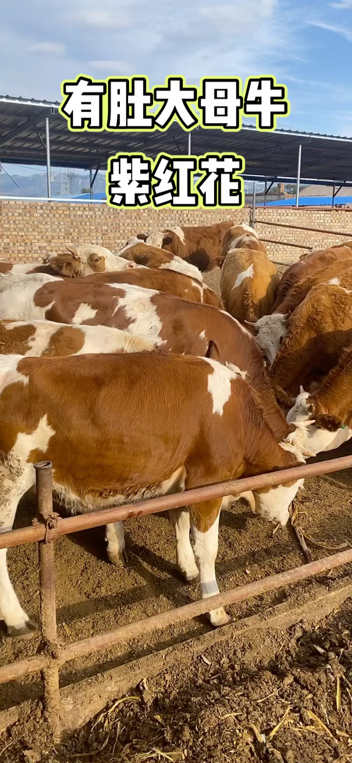 肉牛有肚大母牛紫红花