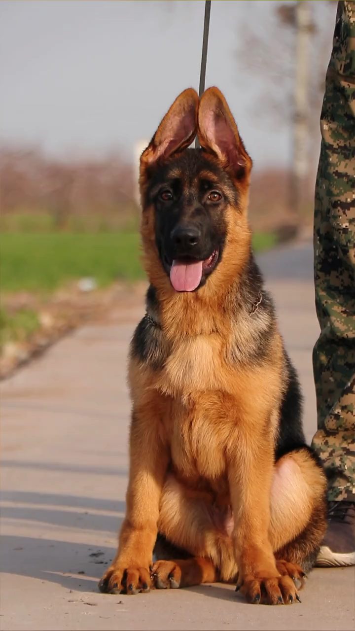 德牧#雷多力双血统犬