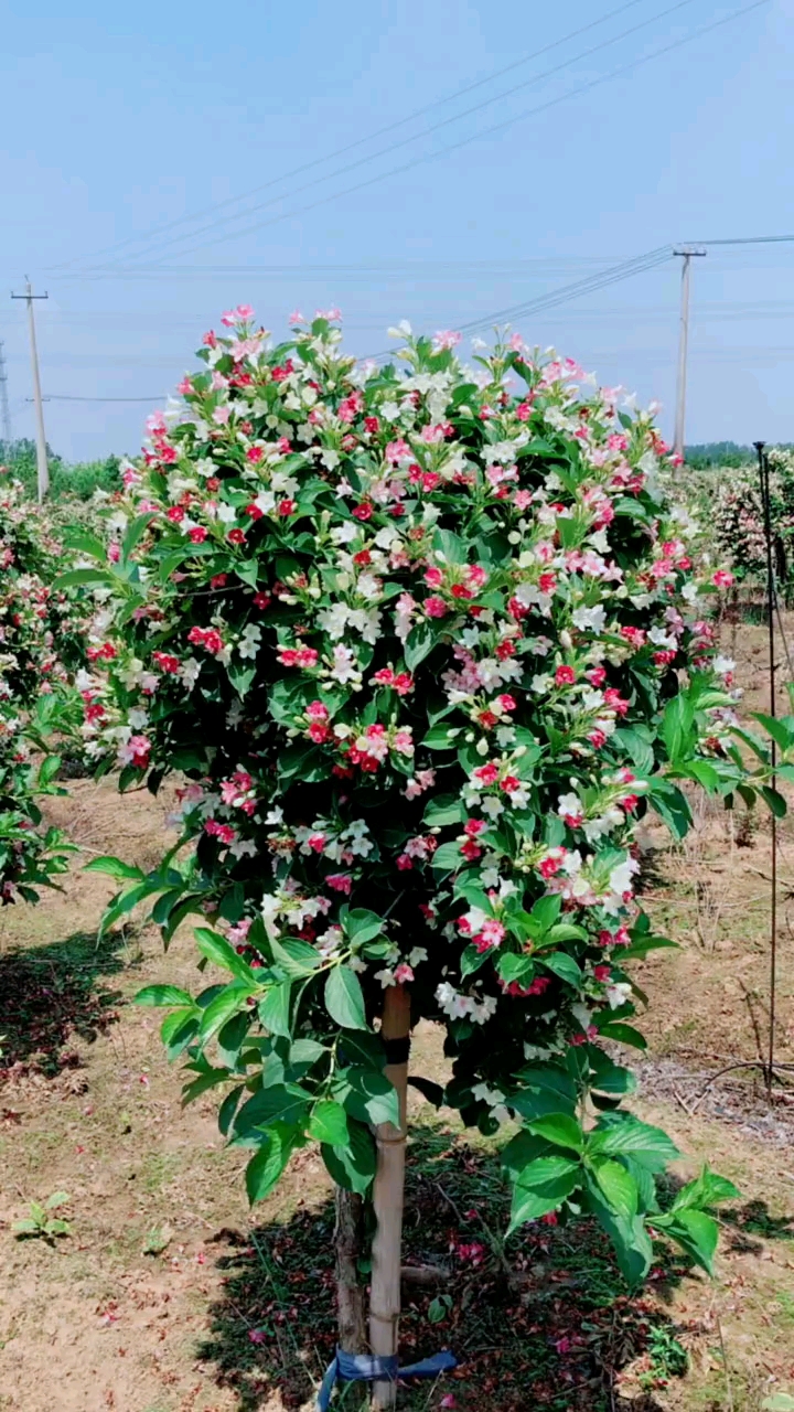五彩锦带寓意前程似锦开花彩色,耐寒耐旱南北方都可以栽植-度小视
