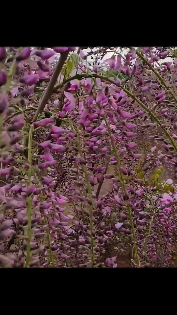 紫藤花阿知开花浓香型爬藤能力强