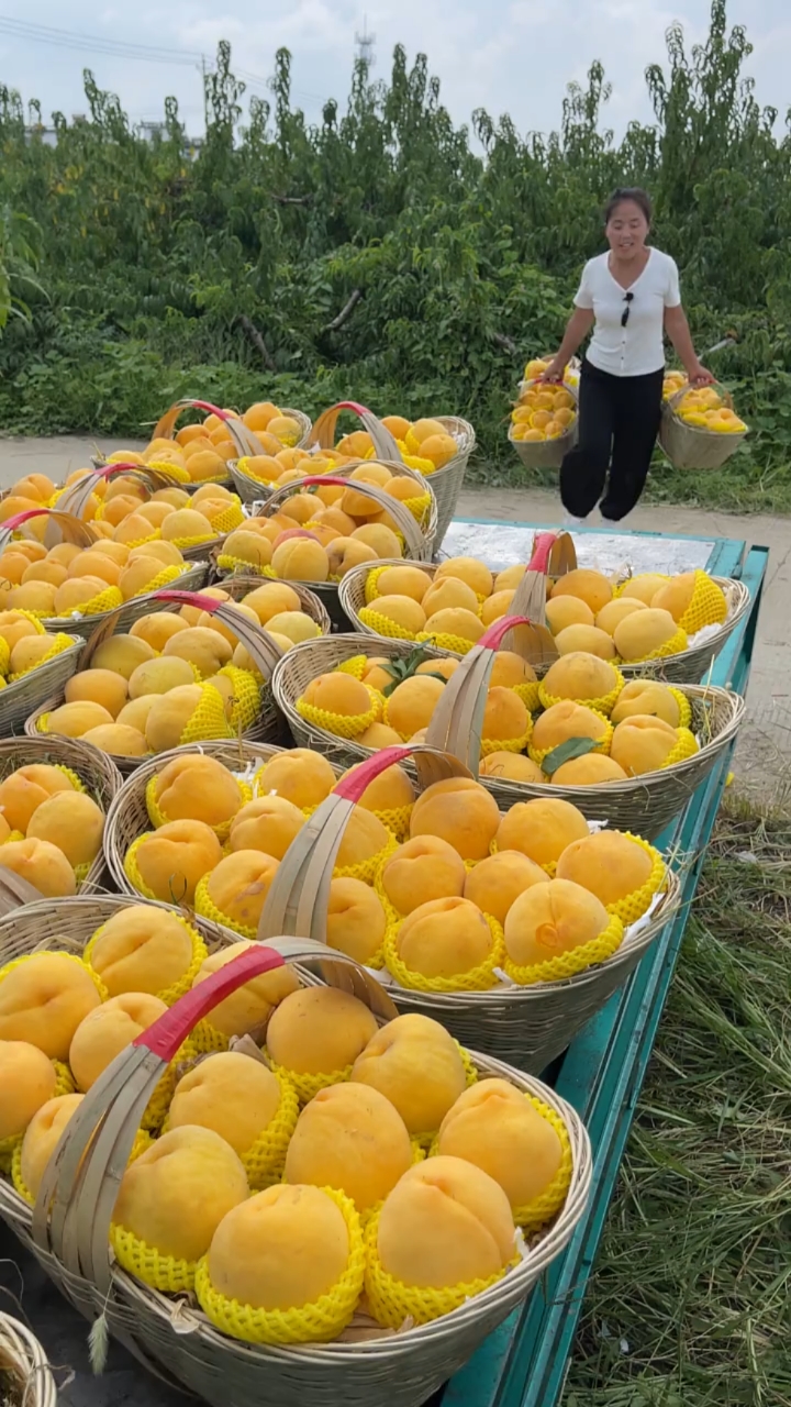 新鲜采摘的黄桃#果园直发#三农助力