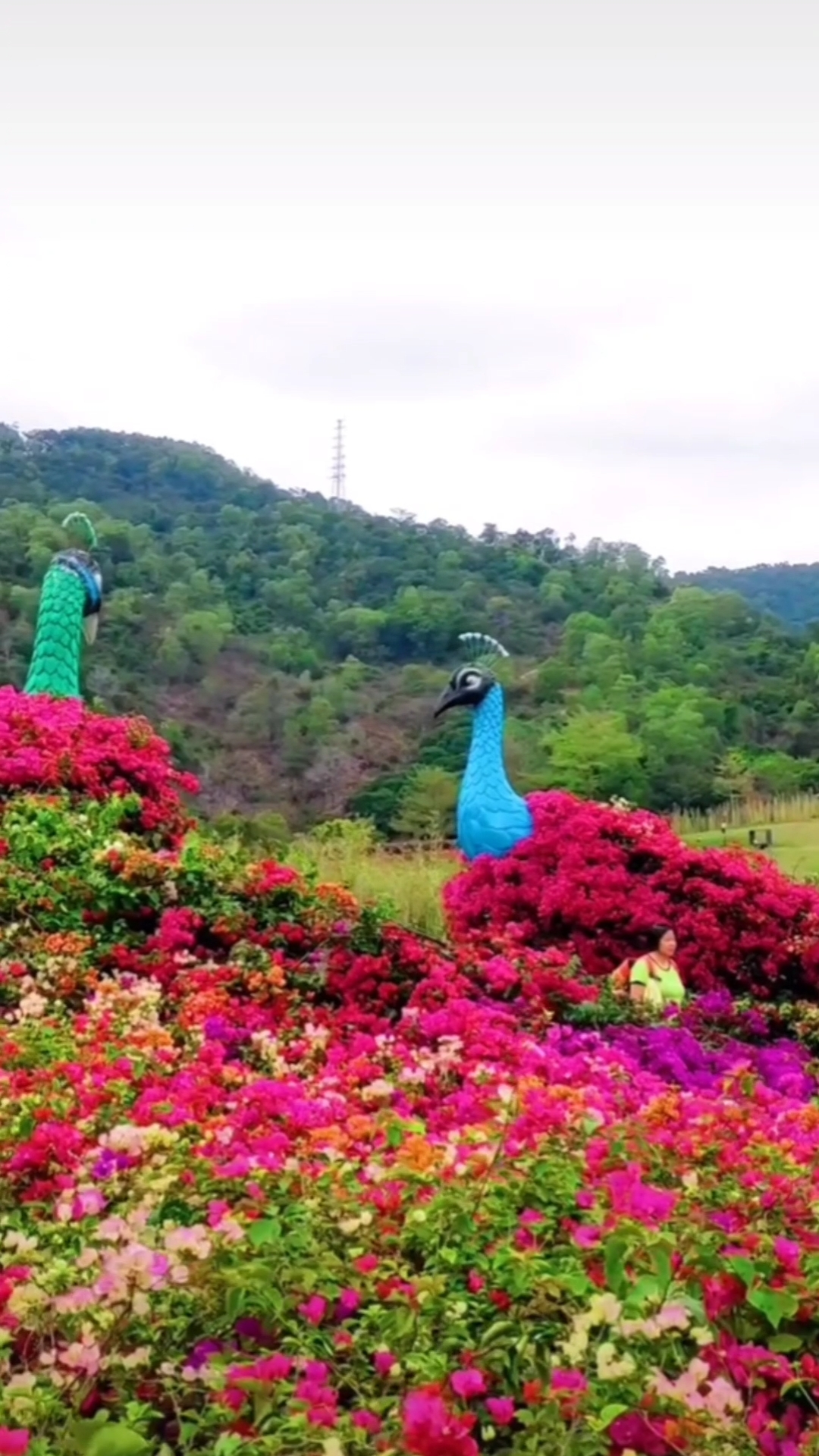 深圳簕杜鹃谷公园,春暖花开,万物复苏