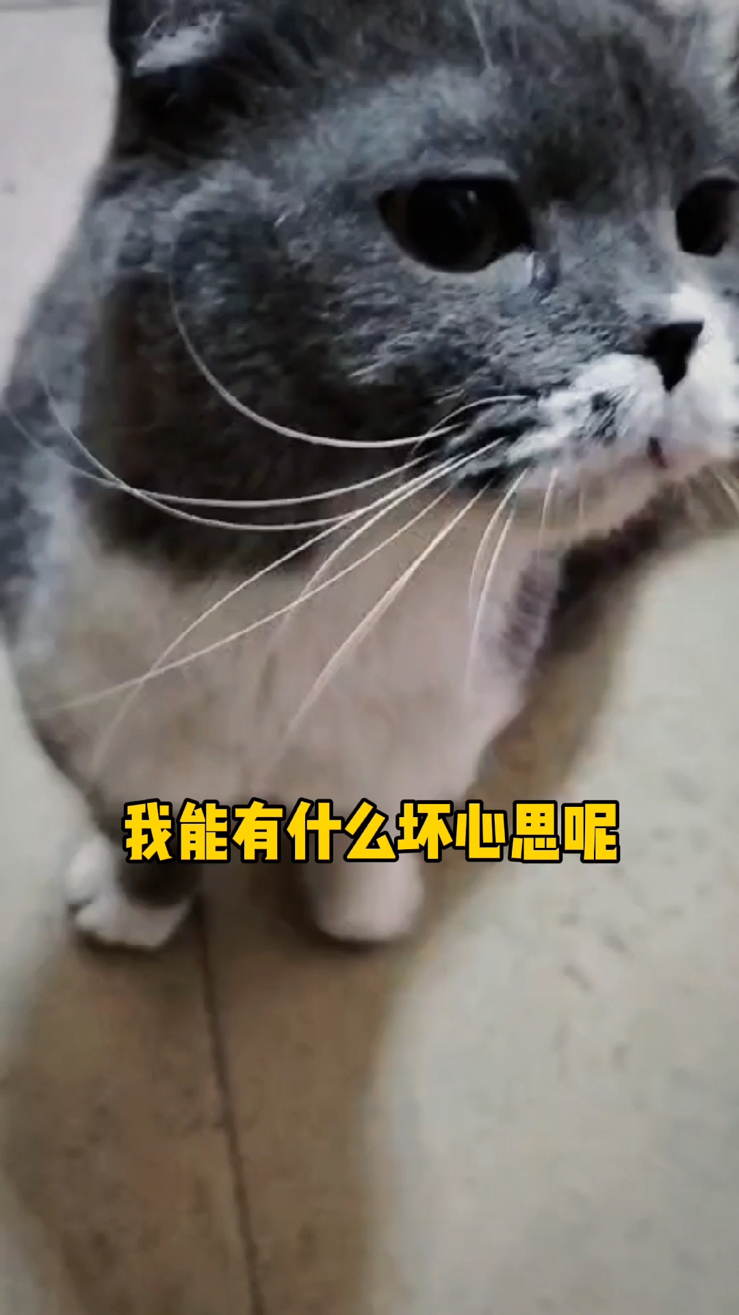 萌宠成长记#折耳:我能有什么坏心思呢,每天只想三件事,拉粑粑,偷罐罐