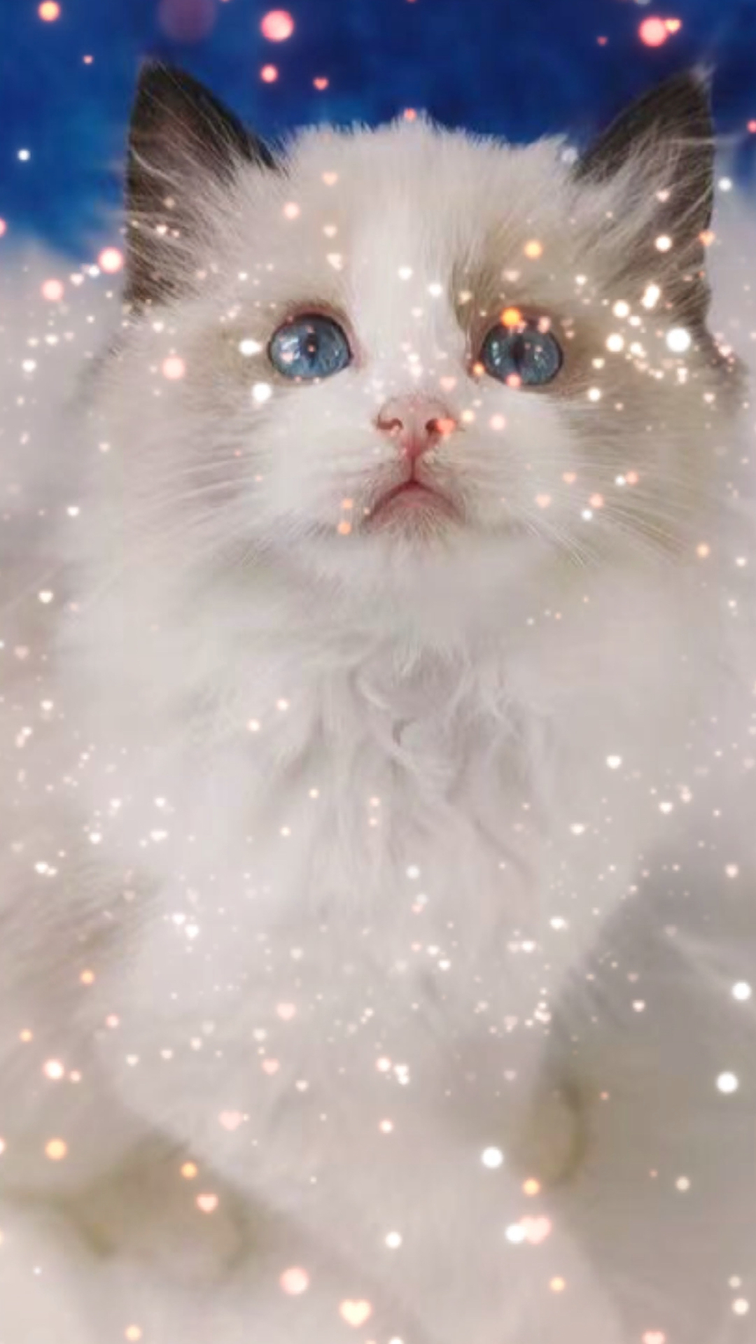 猫咪日记#这届崽崽里最美的一只海双妹妹,眼睛蓝的如星辰大海