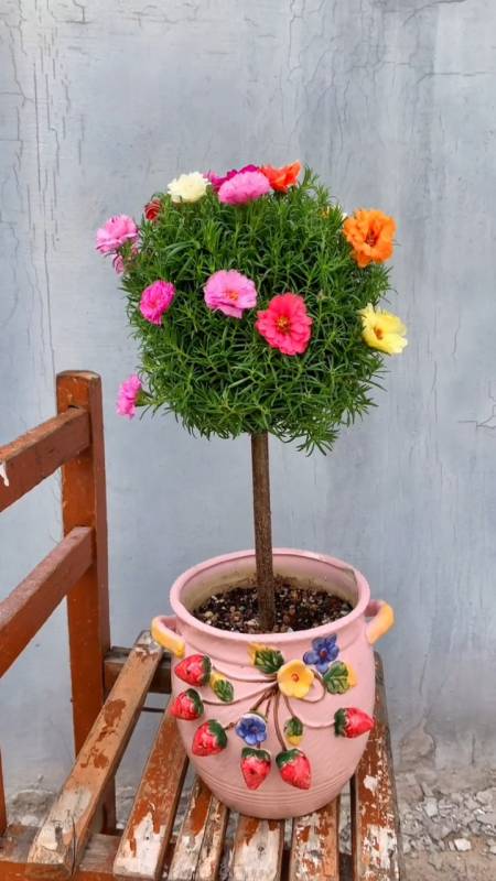 我要上热门#宿根的太阳花,开出籽播品种的花