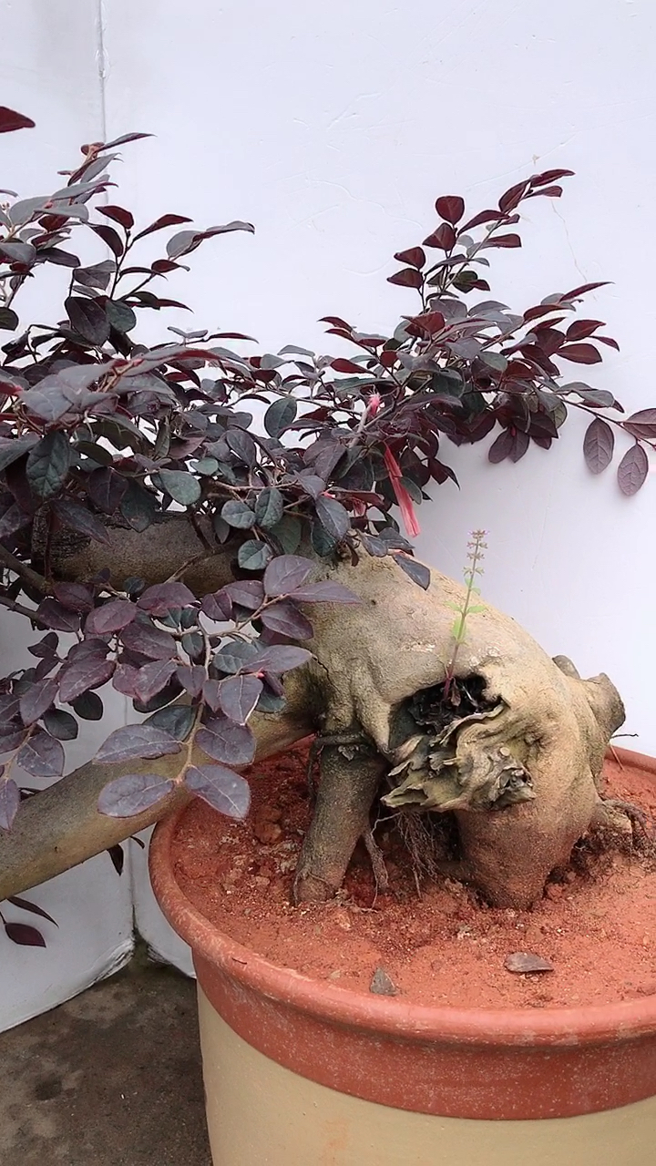 悬崖造型红花继木盆景盆景