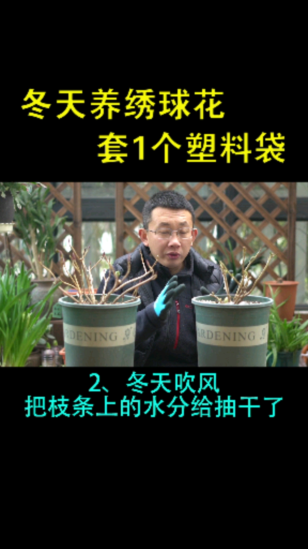 冬天养绣球花,套1个塑料袋有妙用