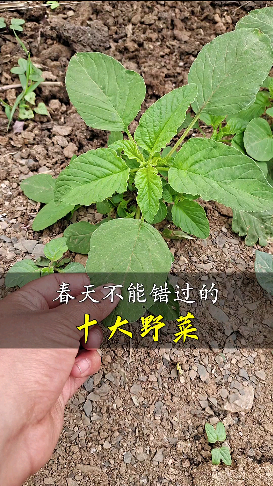 农村野菜野草春天不能错过的十大野菜