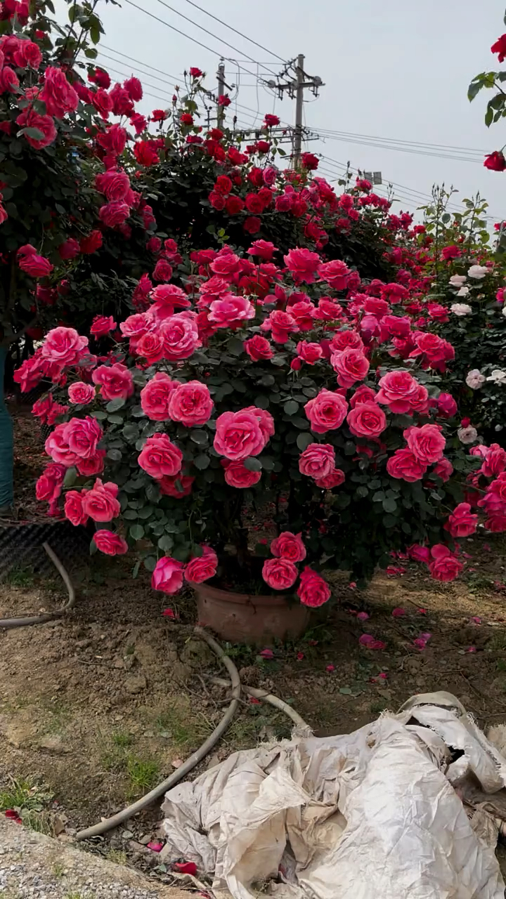 大花树桩月季,花大浓香型,多季循环开花