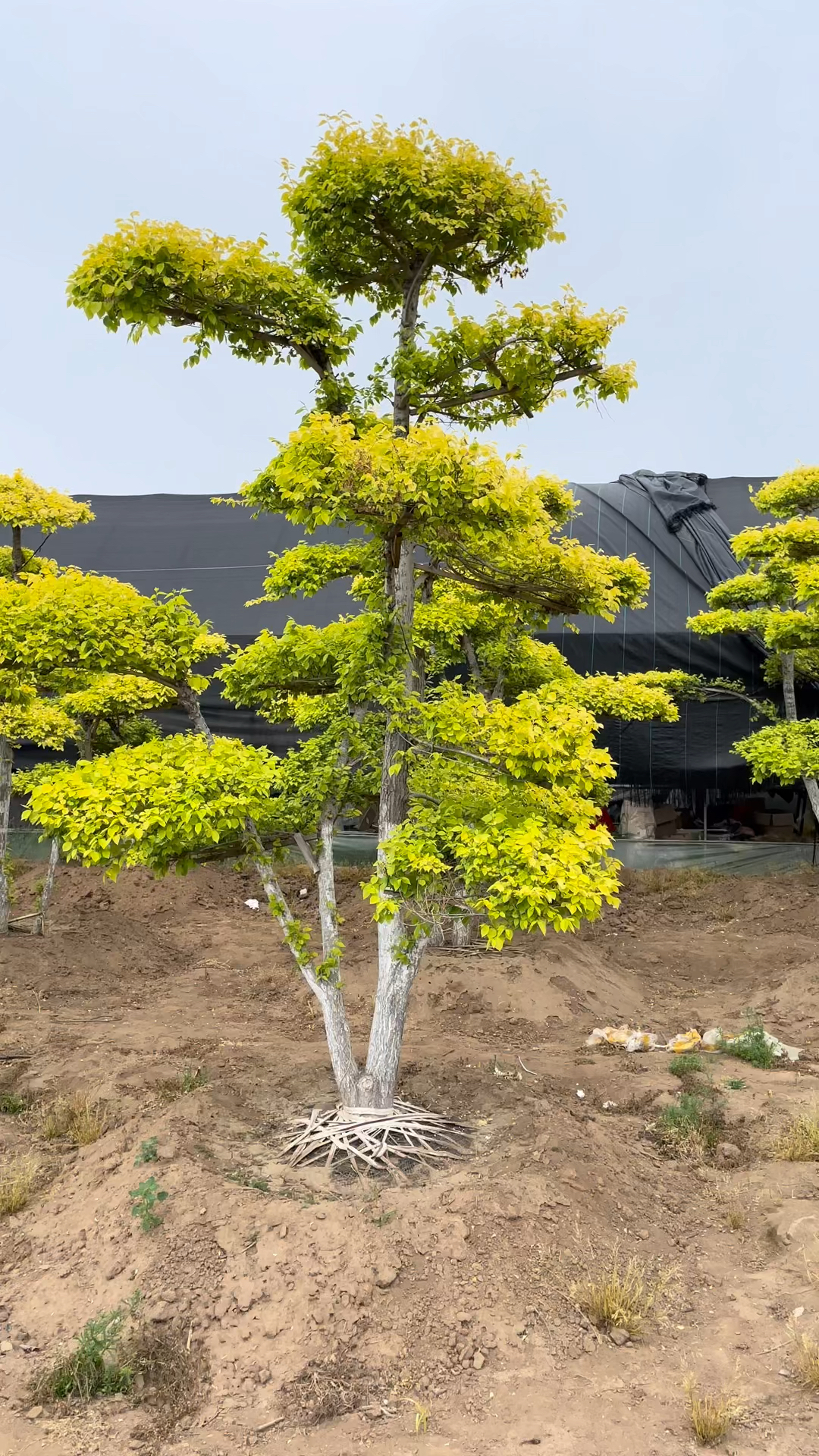 金叶榆造型树#金叶榆造型树