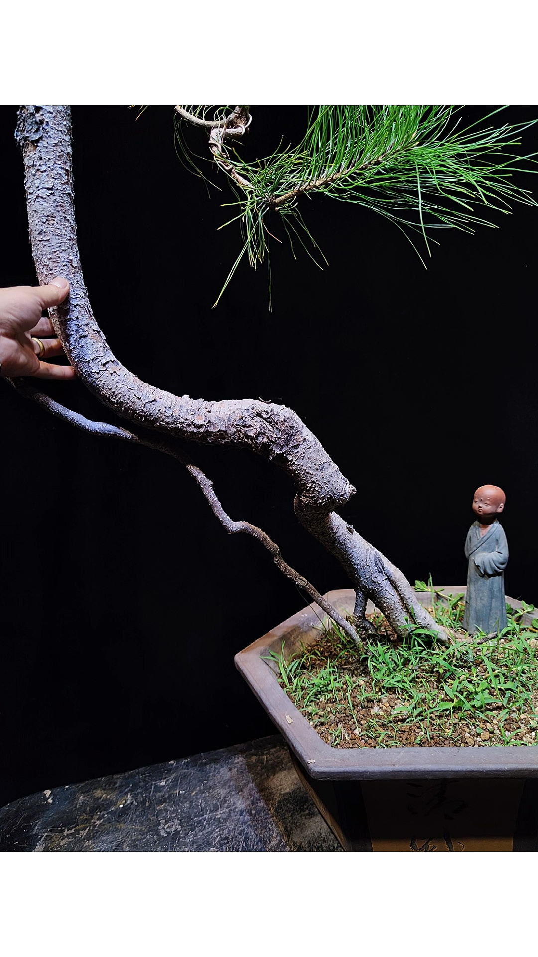 千奇百怪盆景桩#文人山松盆景