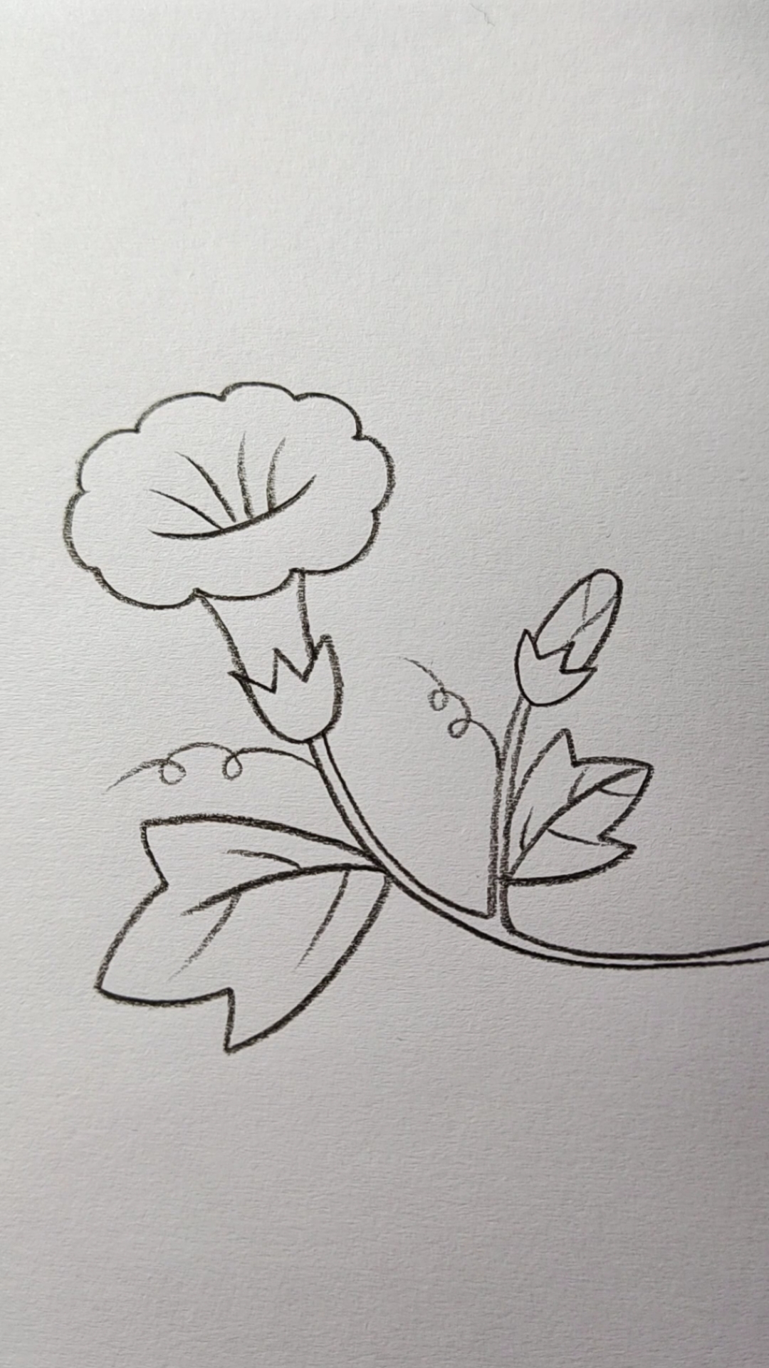 画画原来如此简单#喇叭花这样画,秒会