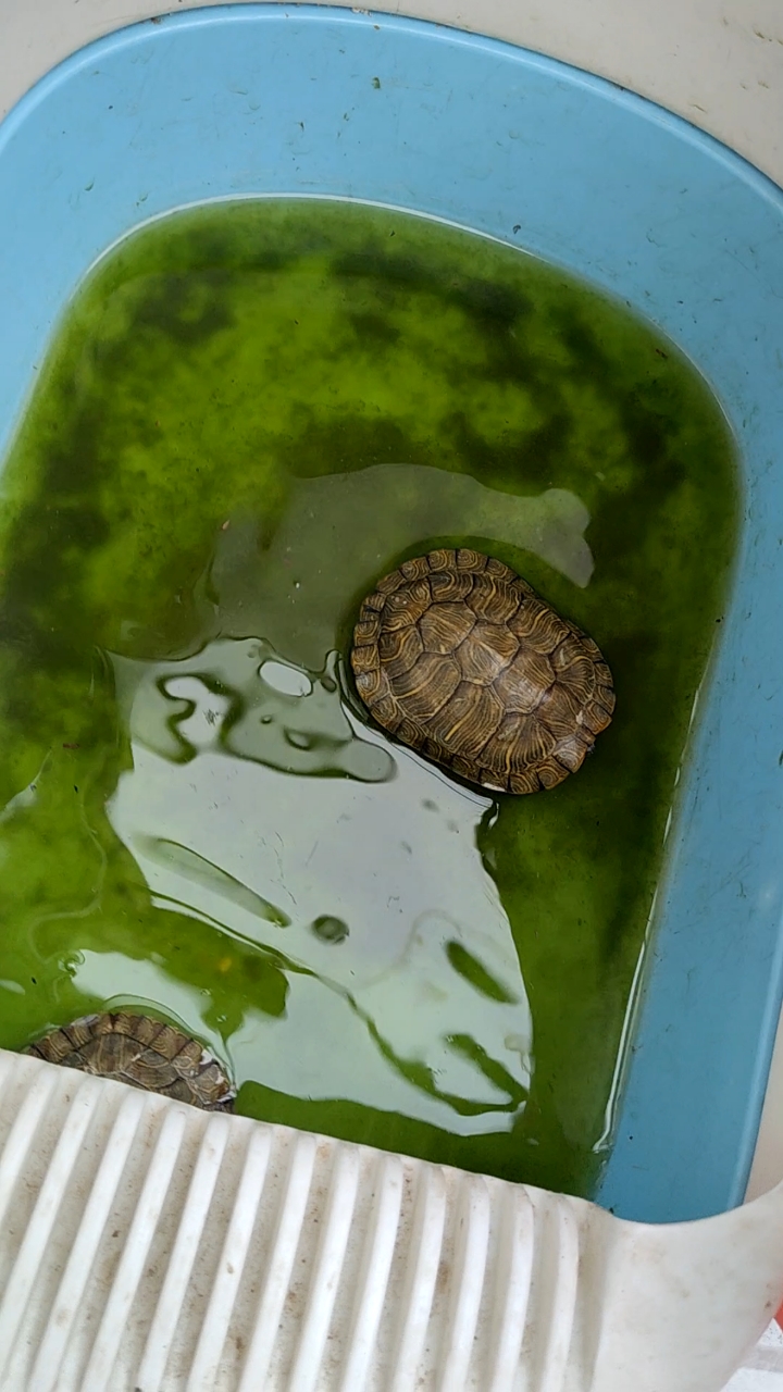 汇报一下晒了十多天的绿水,最绿的竟然是乌龟盆盆里的