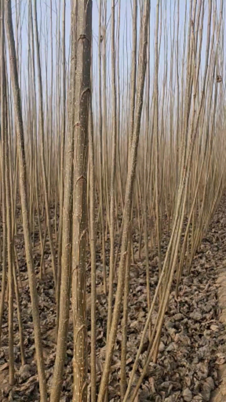服务三农#临清市万绿杨树苗繁育基地