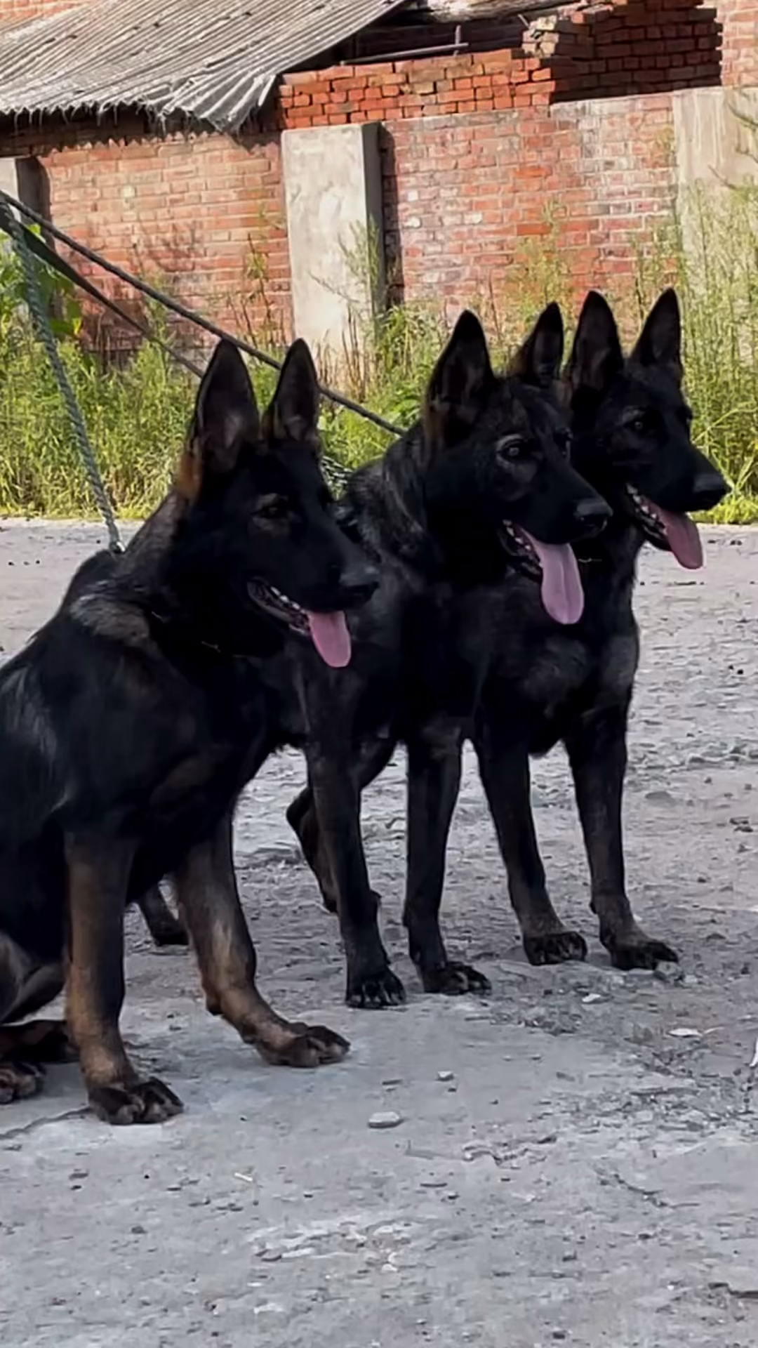 东德牧羊犬种公级别三兄弟