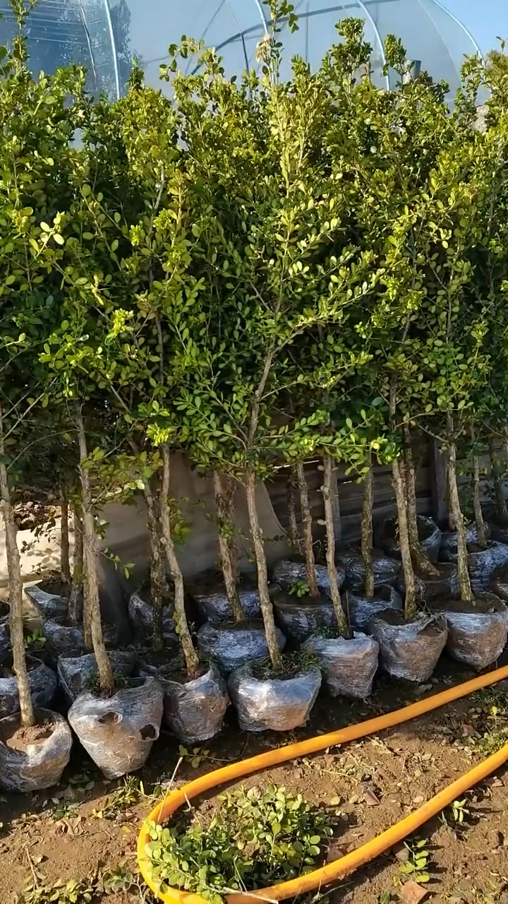 高杆瓜子黄杨树四季常青不落叶家有黄杨喜气洋洋家有黄杨必出栋梁