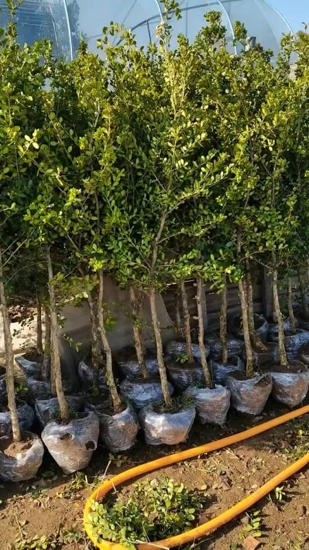 高杆瓜子黄杨树四季常青不落叶家有黄杨喜气洋洋家有黄杨必出栋梁