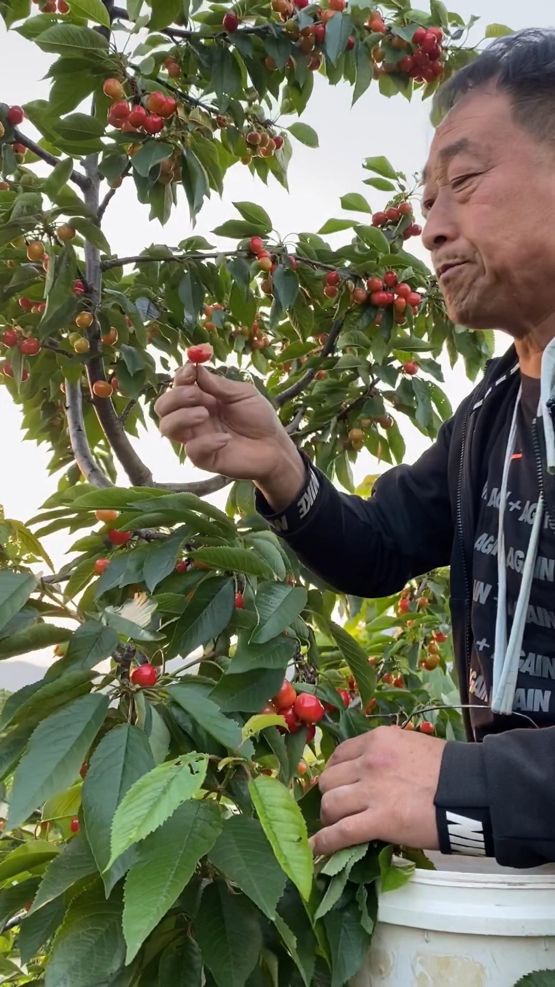 大樱桃树早熟品种福晨特点介绍-度小视