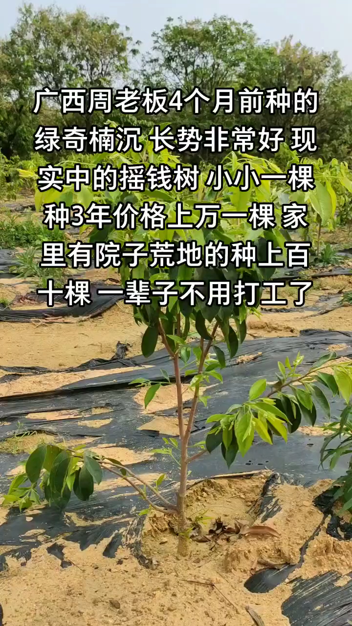 农业种植#奇楠沉香树种植一棵三年价值上万一棵,有院子空地的种植鞍 