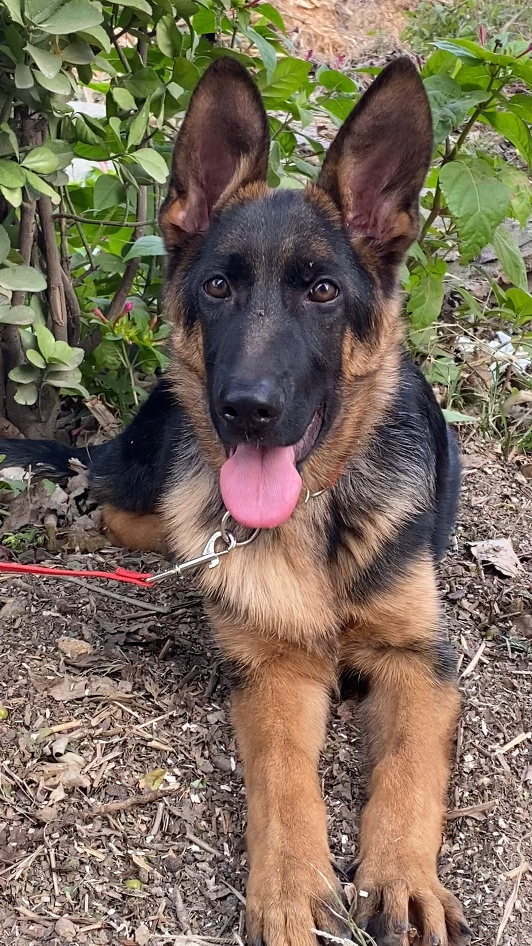 简单讲解一下怎么挑选适合自己的德牧幼犬