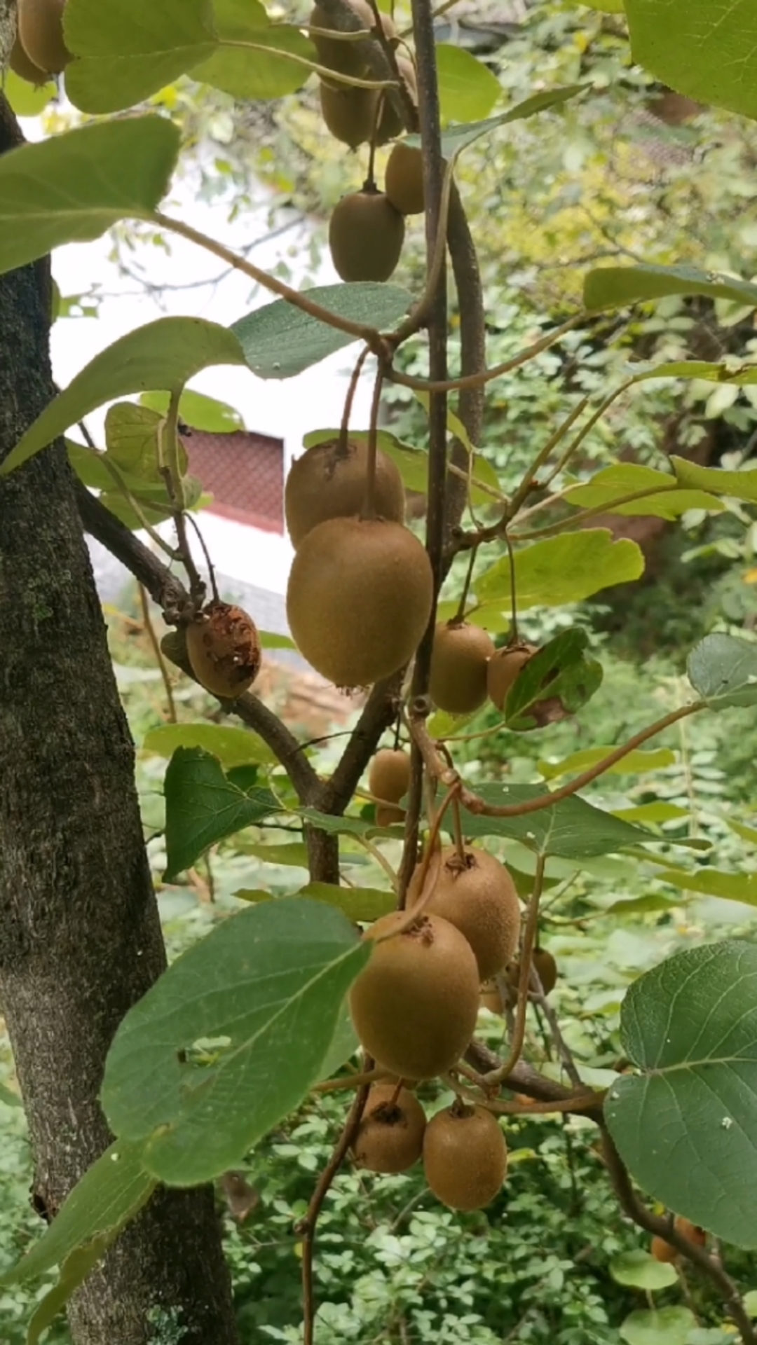 秀出我的家乡味#山里的野生猕猴桃熟了,我们当地人又叫杨桃,大自然的