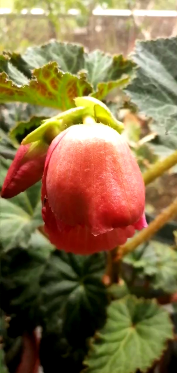 大花夫妻海棠花大色艳,非常漂亮