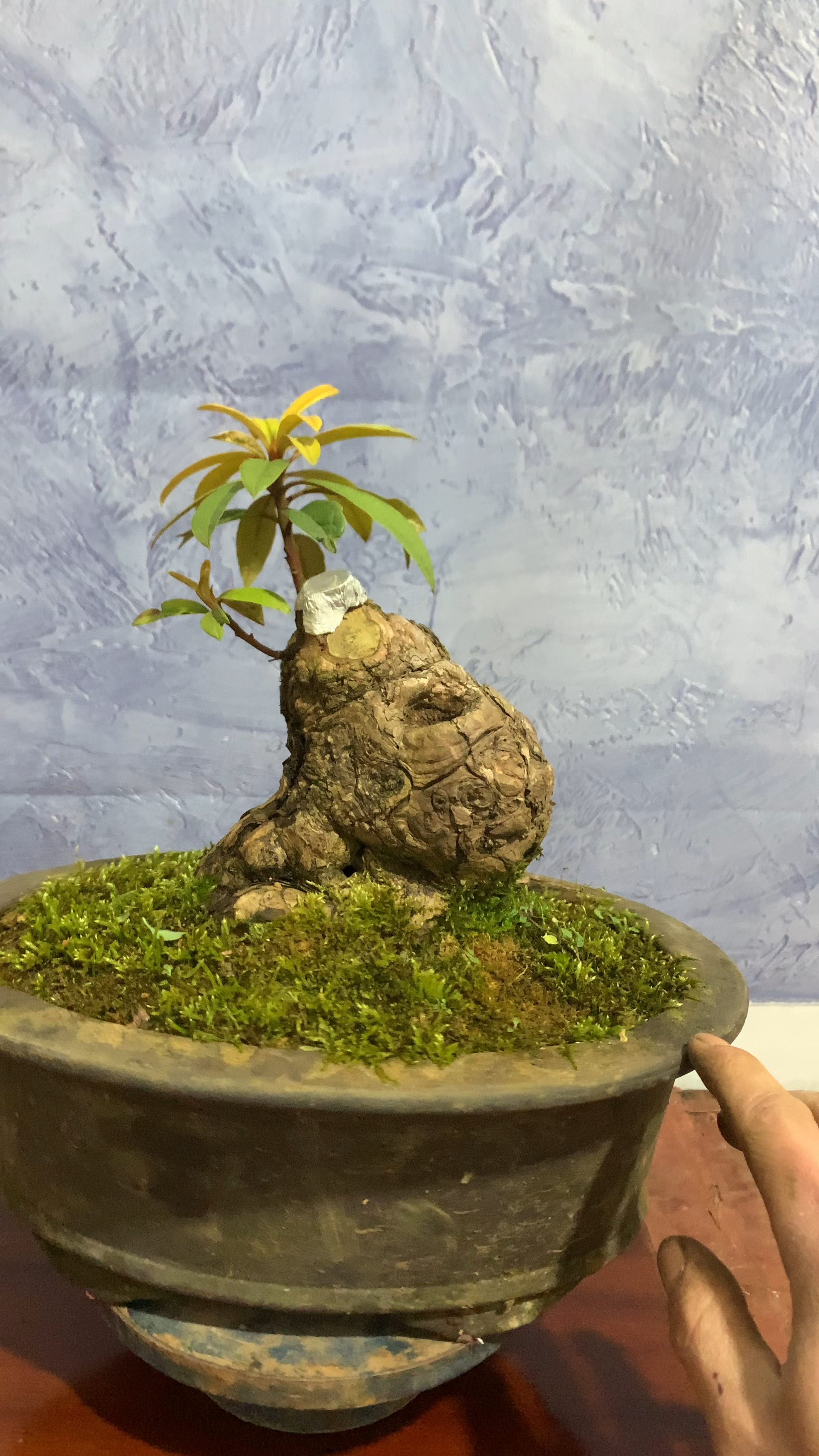 马缨花喜欢双击加关注