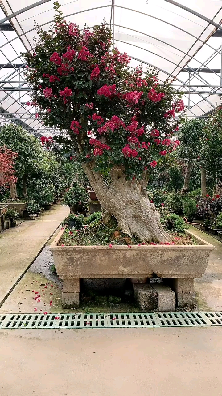 百年老桩紫薇,红红火火,耐寒耐旱南北方都可以栽植