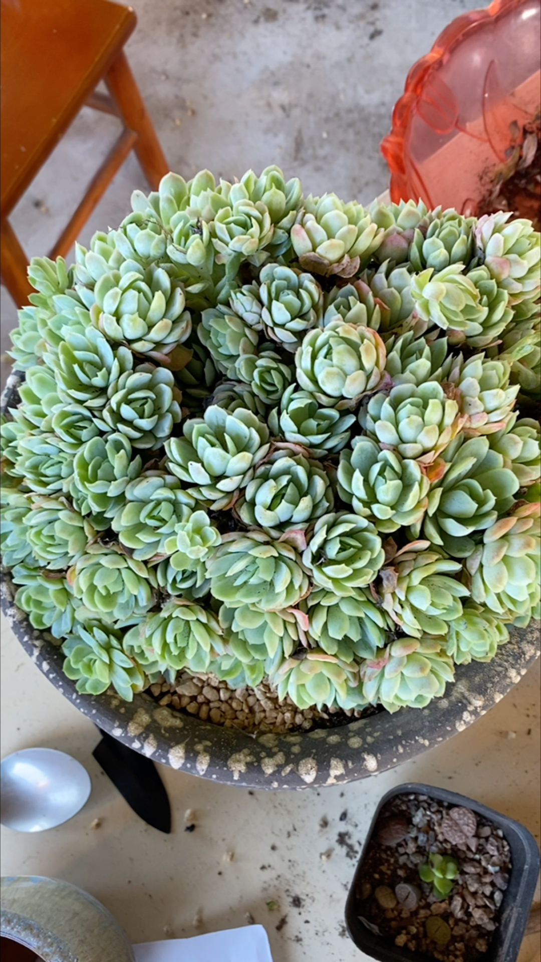 一盆手捧小叶冰梅多肉诞生了