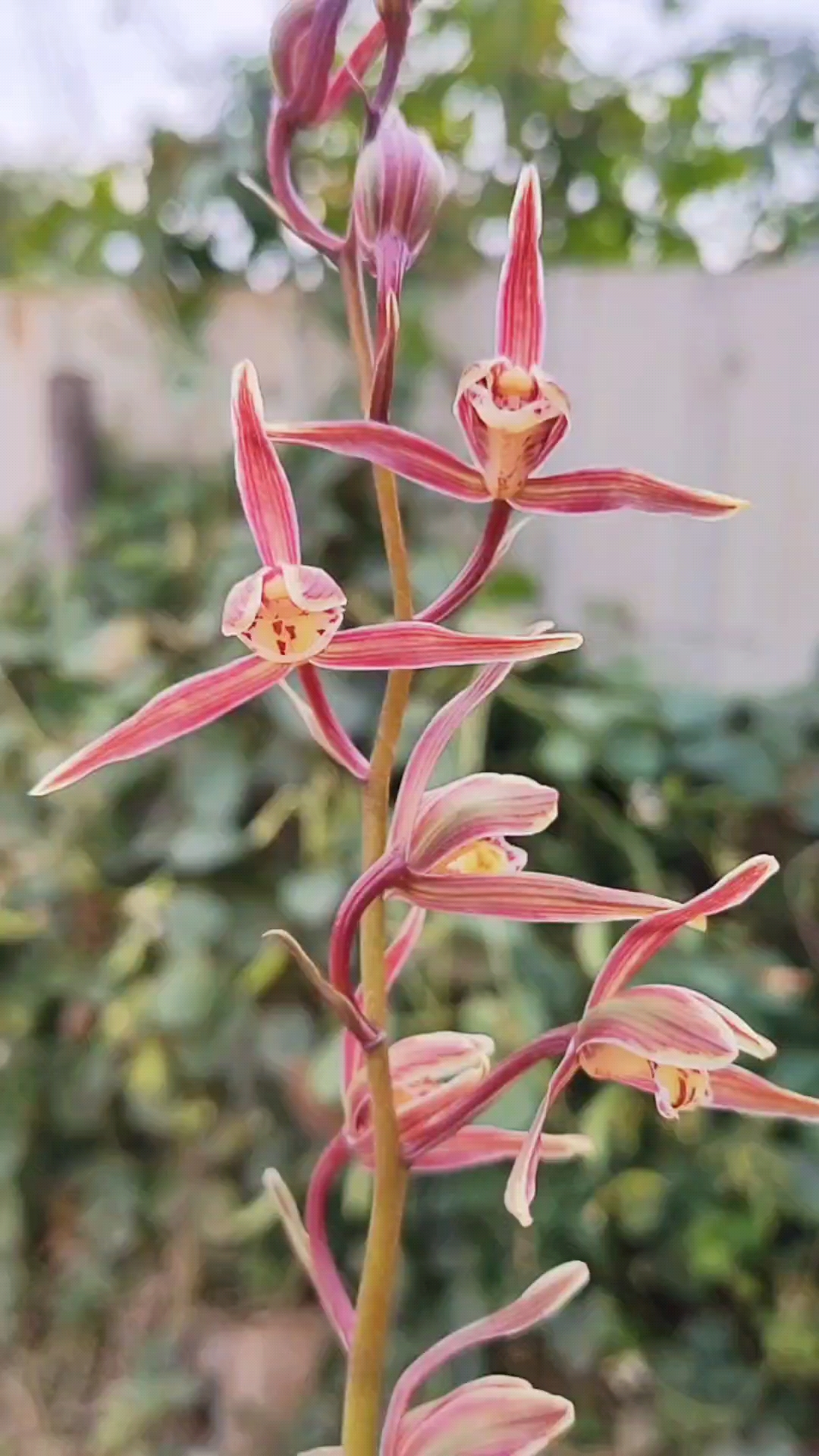 岁末有奖打卡#大叶寒兰红水仙,壮苗开花大气,还特别香