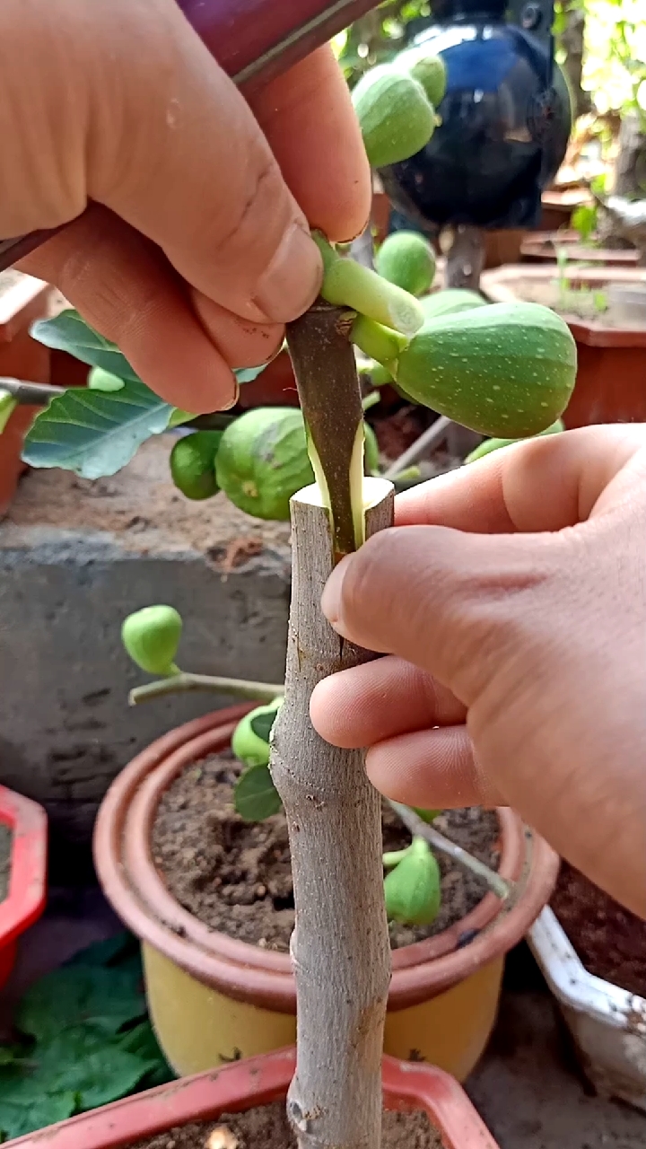 这是嫁接高手#这是嫁接无花果高手,值得学习进步