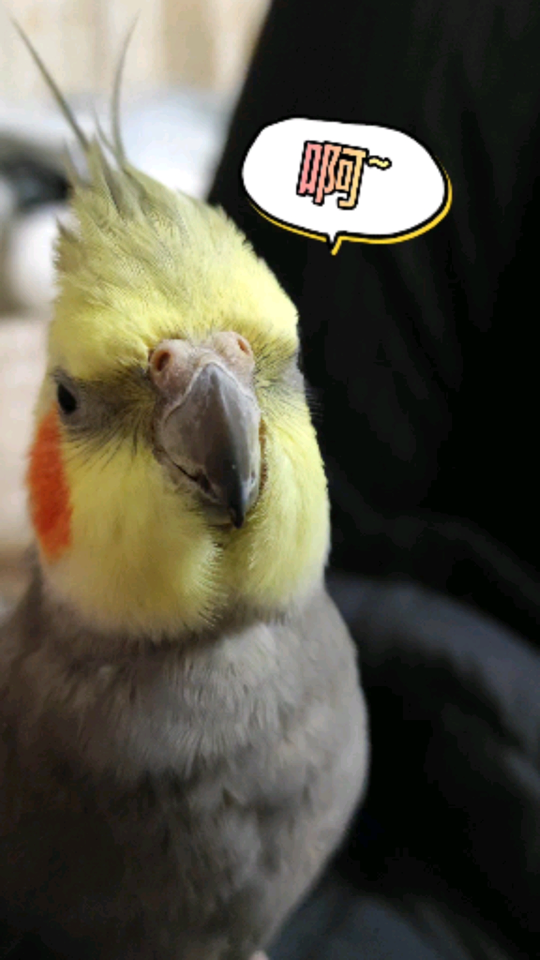 腮红鸡的腮红里,到底藏了什么-全民小视频