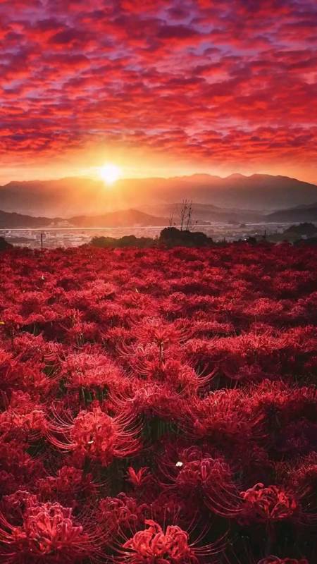 彼岸花彼岸花开开彼岸,彼岸花落落黄泉.