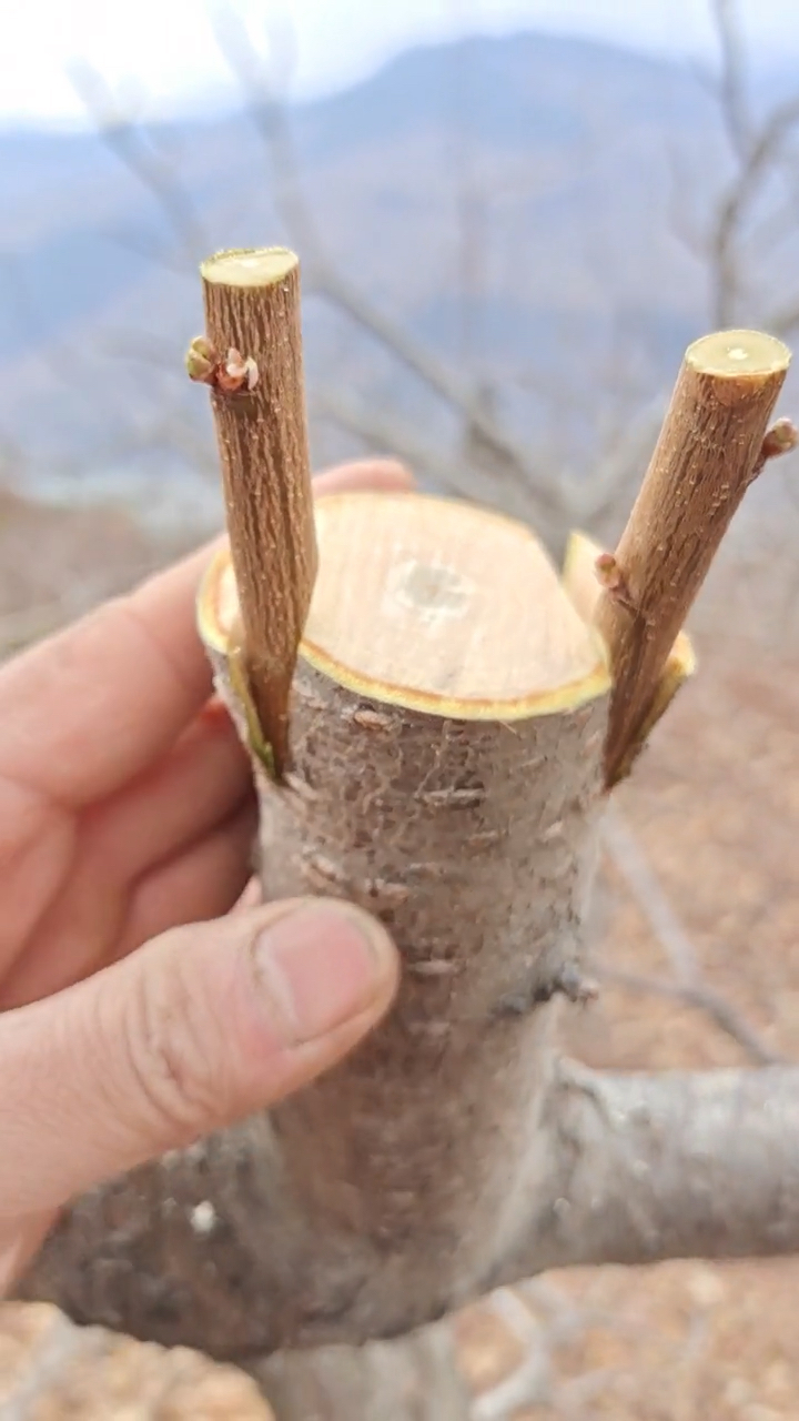 果树修剪嫁接技术#劈接法,是最古老的嫁接方法,它运用广泛,适合陡个