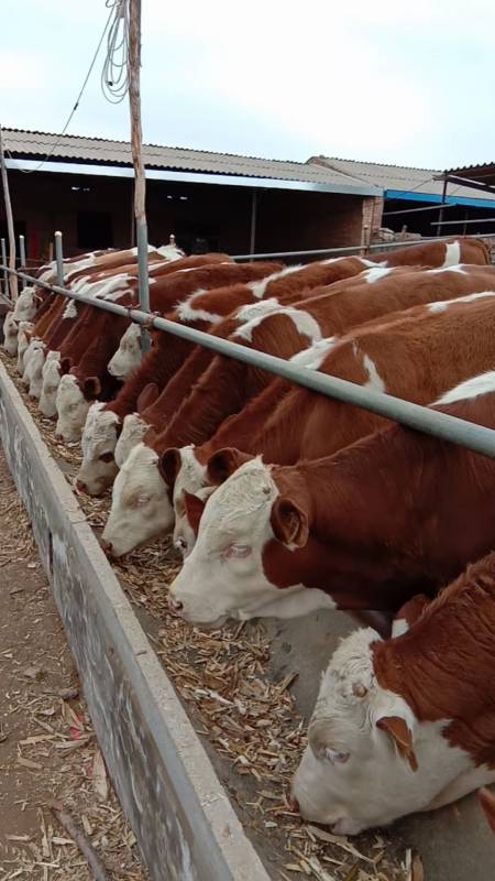 四百多斤的紫红花西门塔尔公牛苗虎头虎脑不喜勿喷,喜欢养牛的朋友点