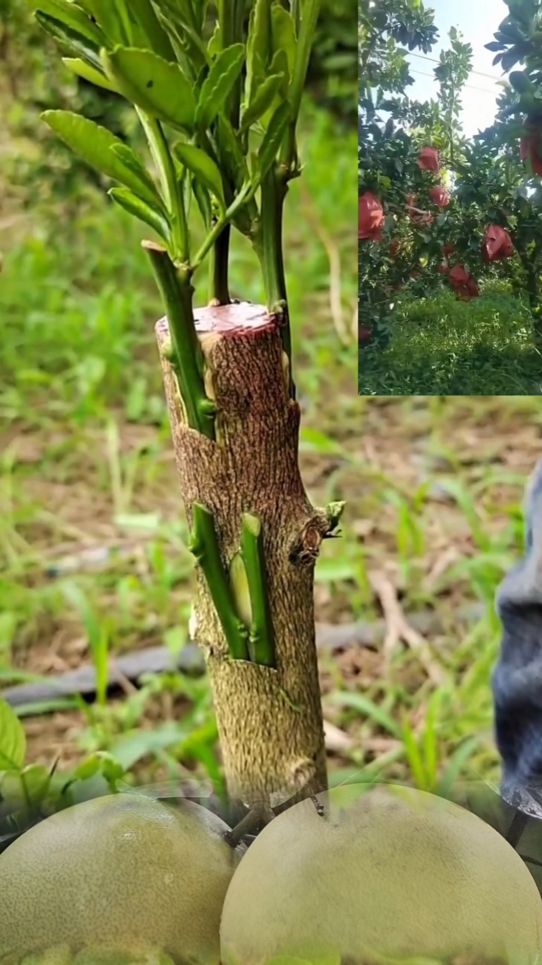 嫁接技术#红心柚子嫁接