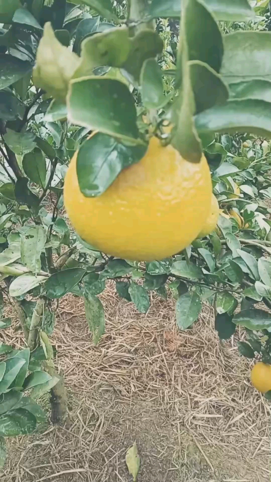 甜心柚2年定植苗#甜心柚##澳州甜橙柚##美国甜心柚##甜心柚苗##甜橙柚