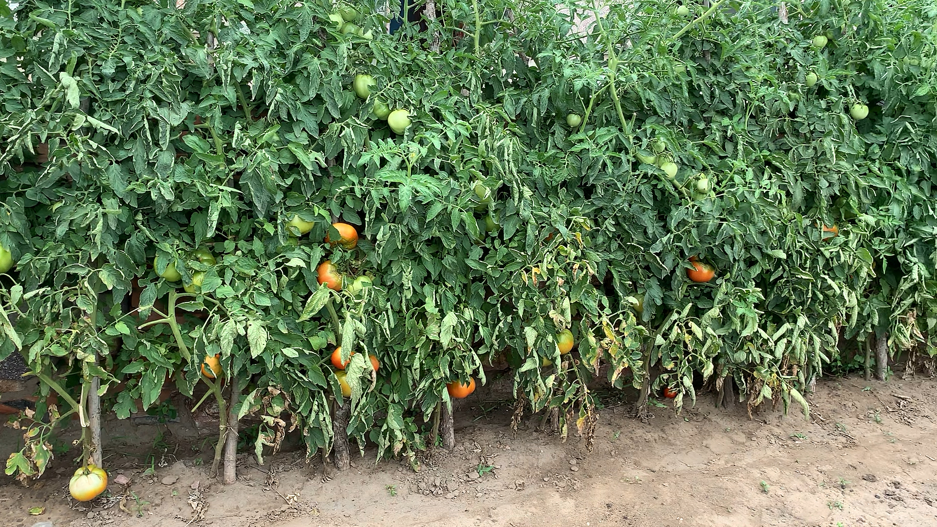 东北农村小菜园