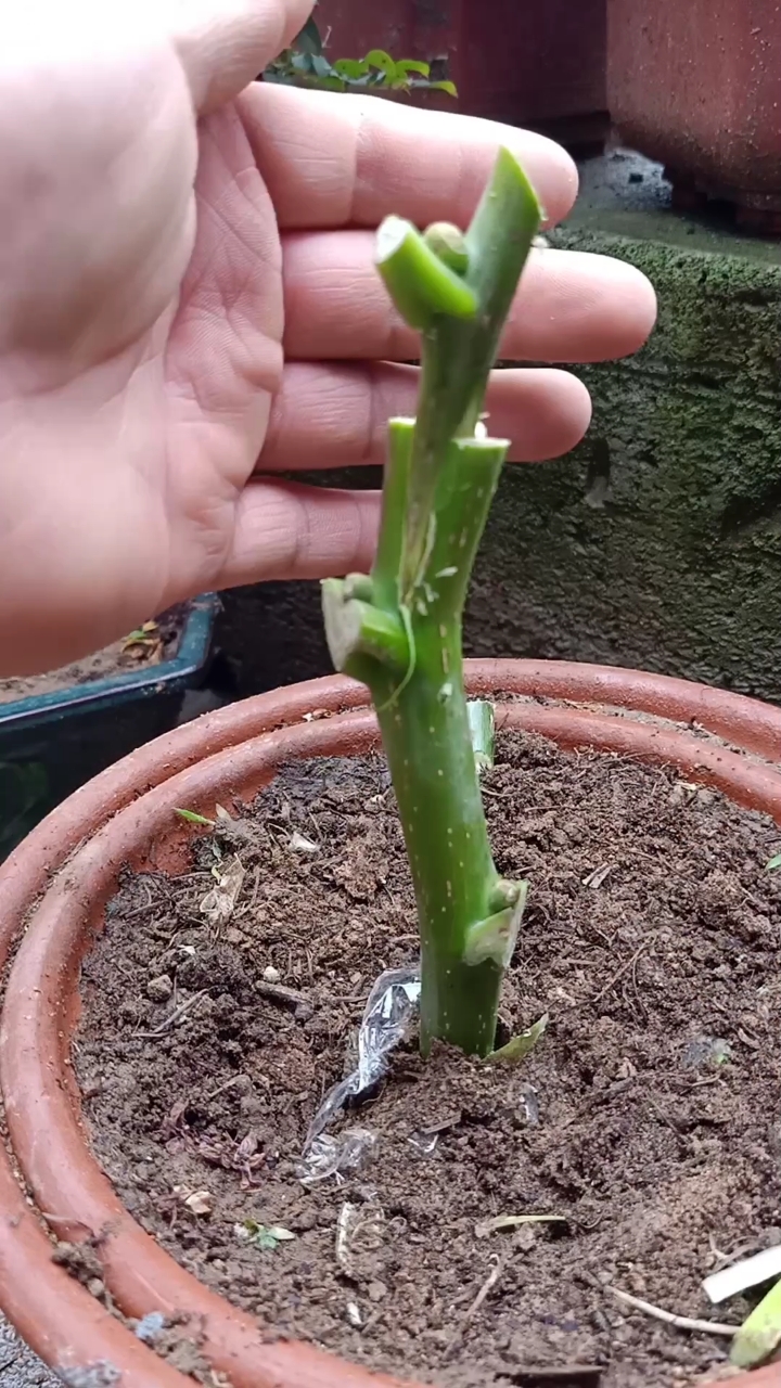 嫁接技术#劈接核桃技巧,适合新手用的嫁接技术,你看懂了吗?