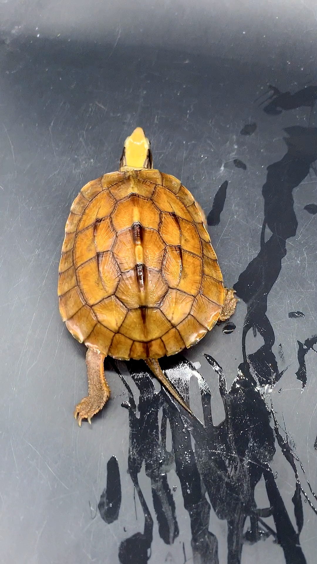 乌龟#纯种海南金钱龟苗,估计很多人没见过