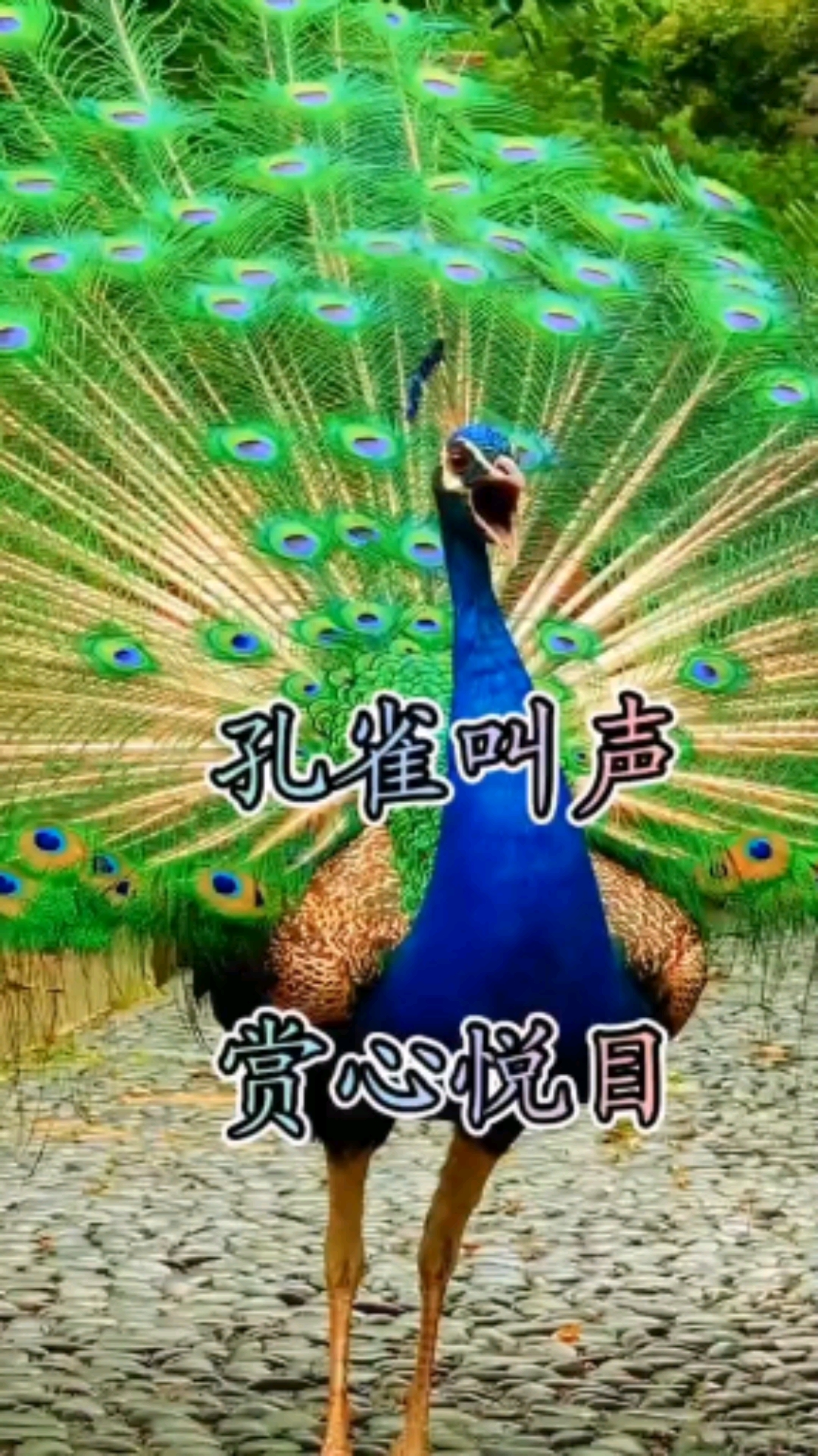 孔雀开屏#孔雀开屏真漂亮!