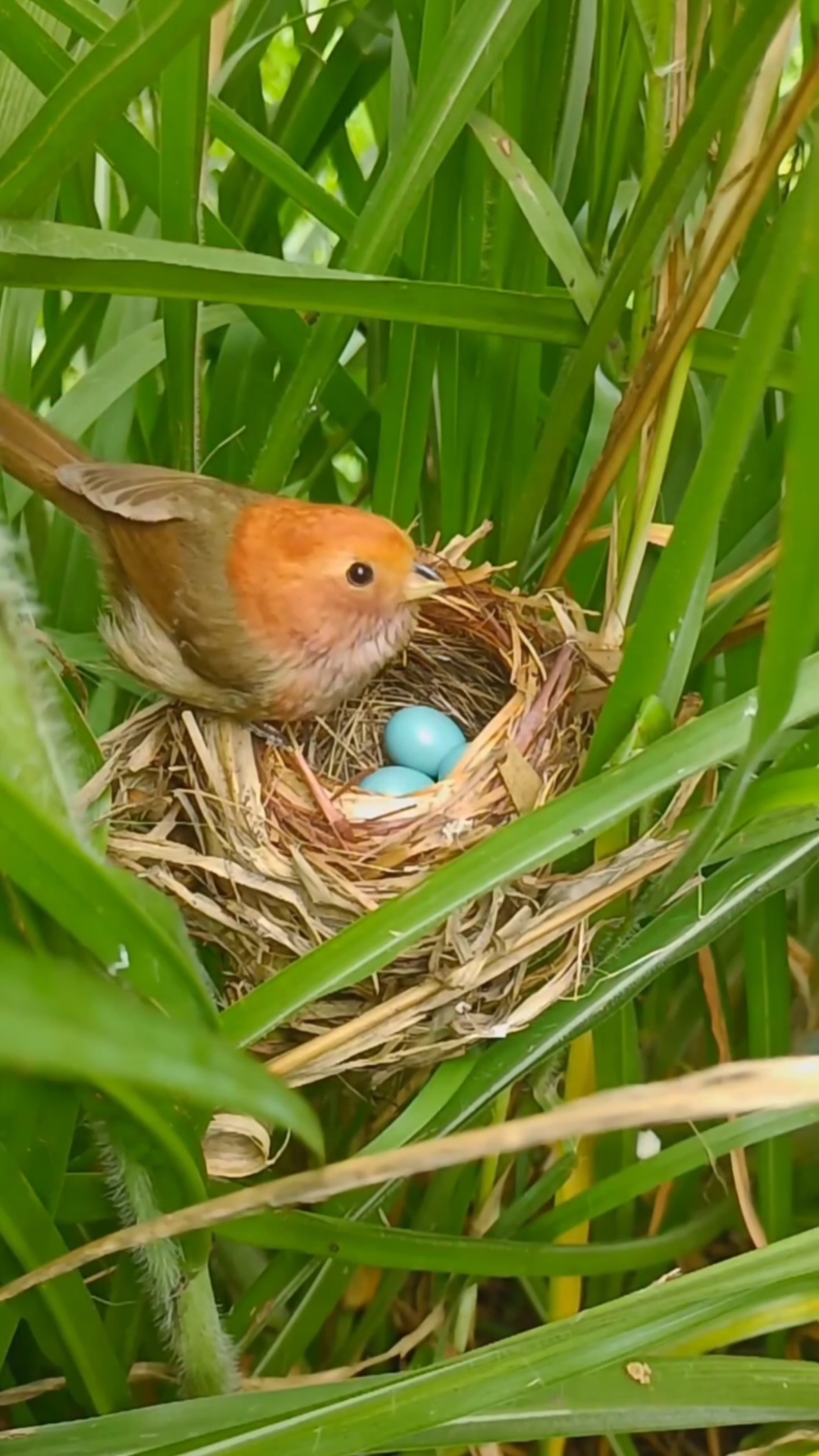 我家宠物不一样#黄腾鸟在抱窝-度小视
