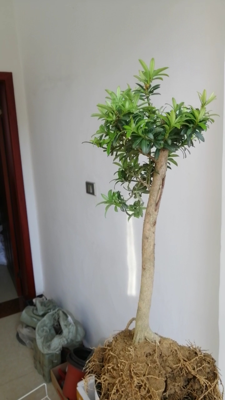 盆景#珍珠罗汉松可以做个文人树吗?-度小视