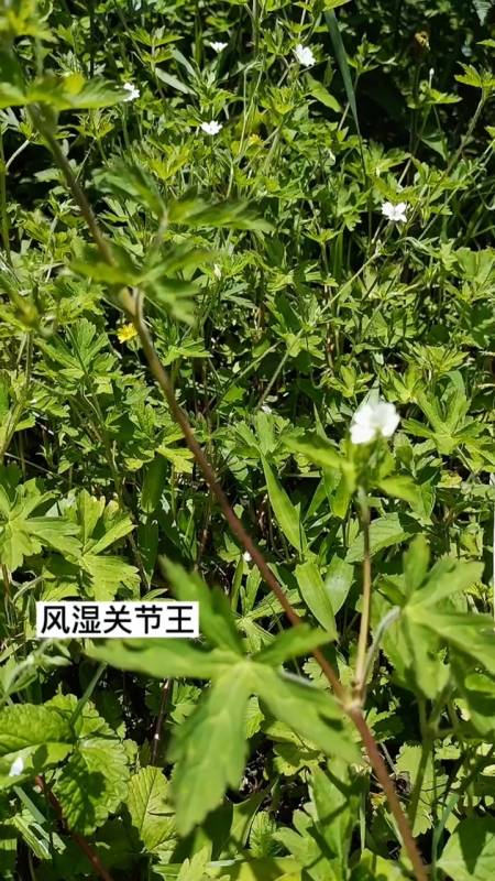 奇                   回复 0 来自文峰积极的兔耳兰:怎么是白花的