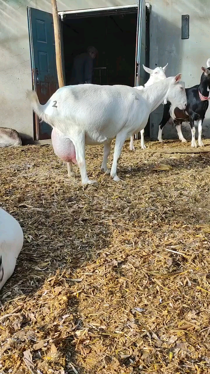 萨能奶山羊#怀孕萨能奶山羊大母羊