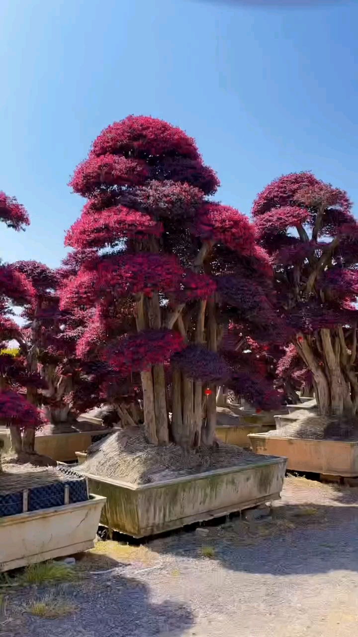 红花继木造型树红红火火四季不落叶适合庭院别墅农家小院栽植