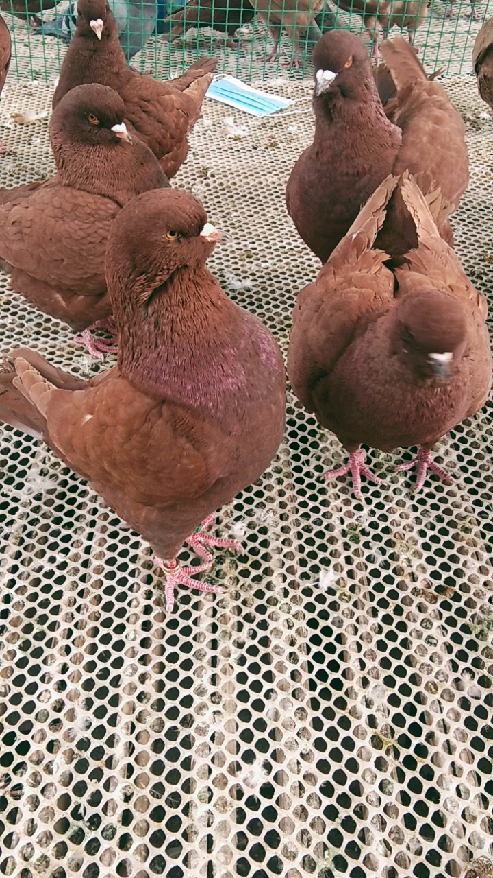 记录生活#鸽子农家养殖的大了大体元宝圆宝鸽,什么颜色的都有