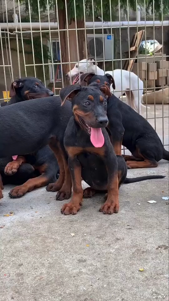 莱州红犬#国犬莱州红幼犬